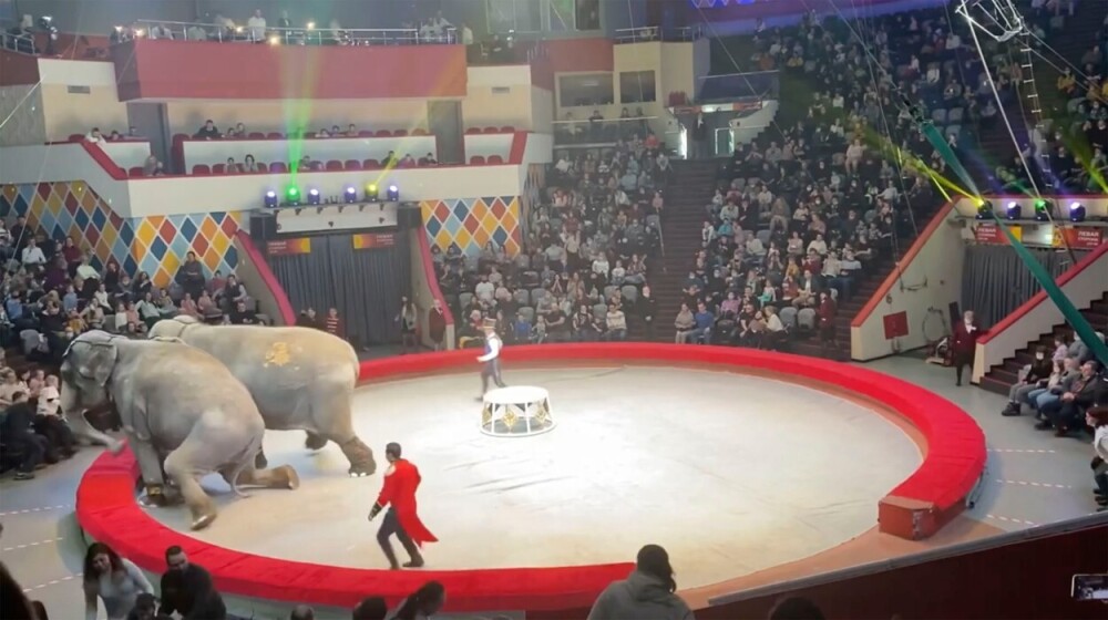Spectatorii au fugit speriați de la un spectacol de circ după ce elefanții au devenit agresivi. VIDEO - Imaginea 4