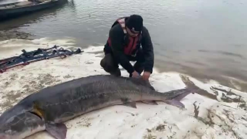 Captură impresionantă. A fost prins un ”monstru” de peste 120 de kg pe brațul Borcea - Imaginea 1