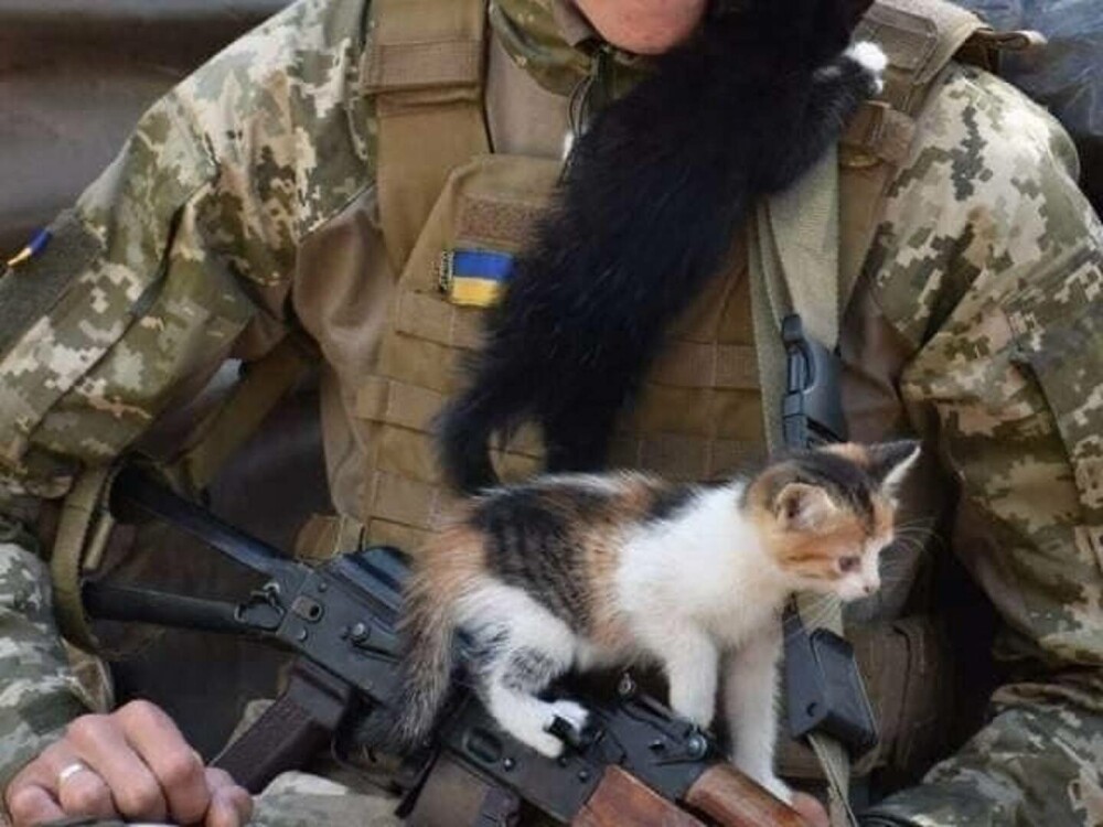 GALERIE FOTO. Pisicile se ”luptă” cu rușii alături de soldații din Ucraina - Imaginea 3