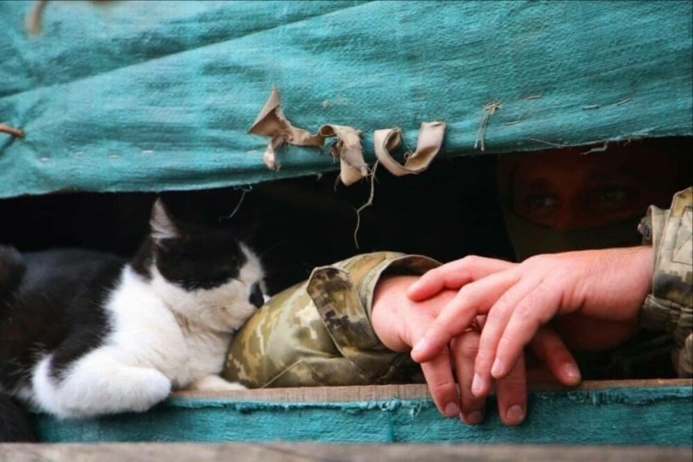 GALERIE FOTO. Pisicile se ”luptă” cu rușii alături de soldații din Ucraina - Imaginea 2