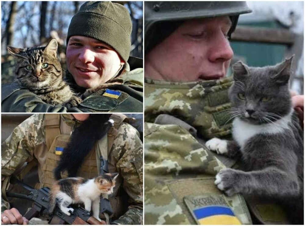 GALERIE FOTO. Pisicile se ”luptă” cu rușii alături de soldații din Ucraina - Imaginea 1