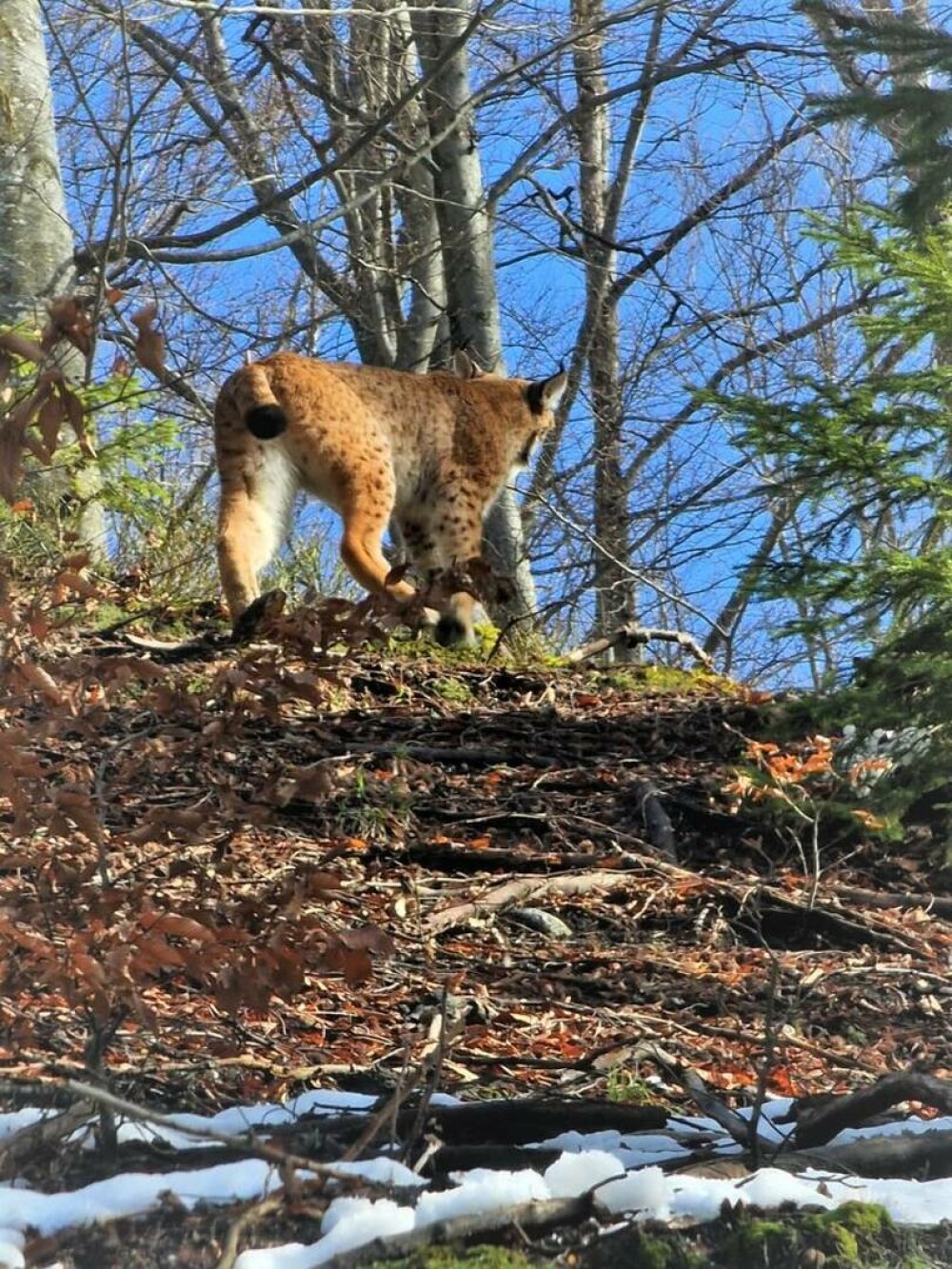 Imagini spectaculoase, într-o pădure din Hunedoara. Ce animal a fost surprins. GALERIE FOTO - Imaginea 2