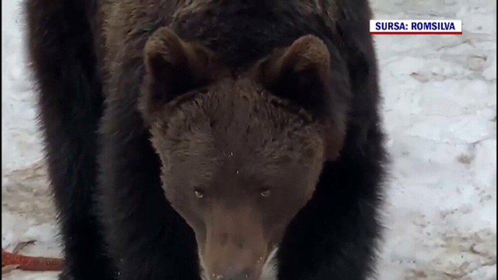 Imagini inedite, în Suceava. Cum au fost surprinși doi urși. GALERIE FOTO - Imaginea 1