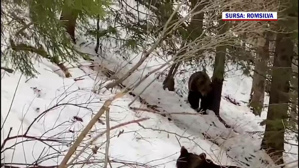 Imagini inedite, în Suceava. Cum au fost surprinși doi urși. GALERIE FOTO - Imaginea 2