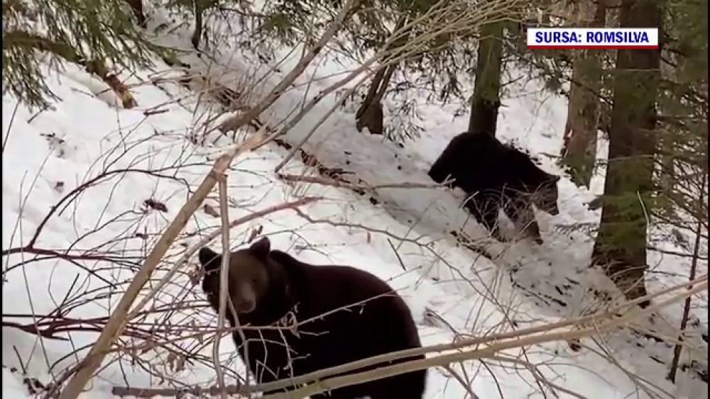 Imagini inedite, în Suceava. Cum au fost surprinși doi urși. GALERIE FOTO - Imaginea 3