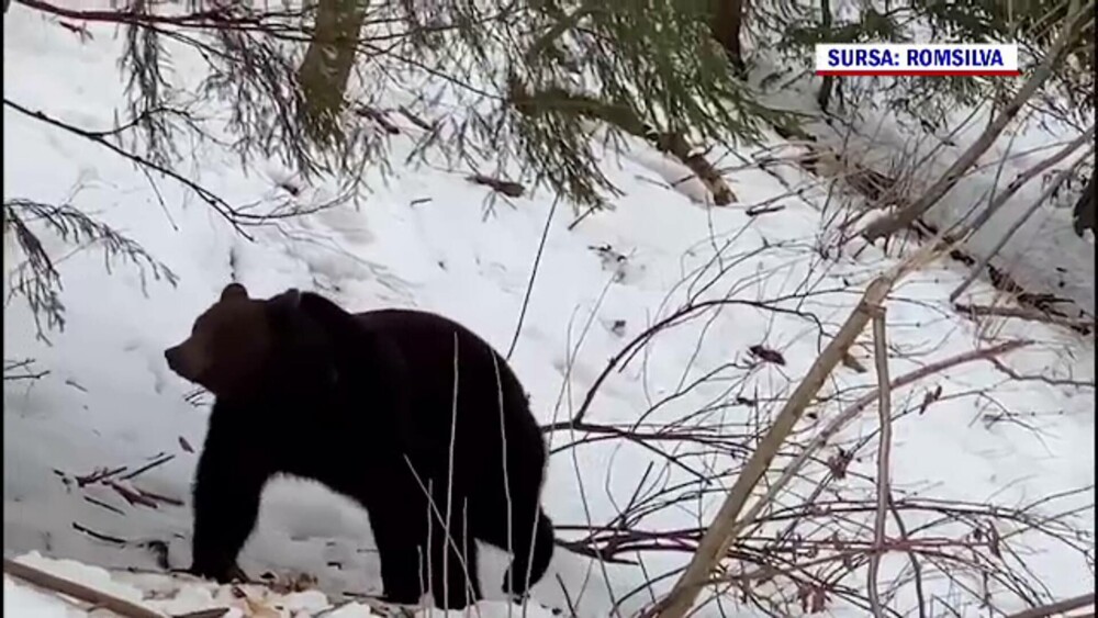 Imagini inedite, în Suceava. Cum au fost surprinși doi urși. GALERIE FOTO - Imaginea 4