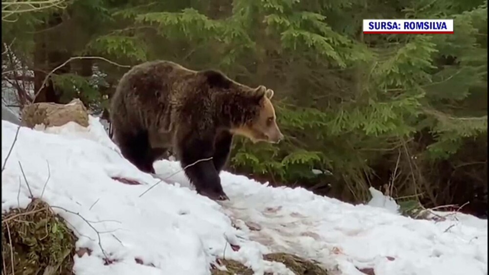 Imagini inedite, în Suceava. Cum au fost surprinși doi urși. GALERIE FOTO - Imaginea 5
