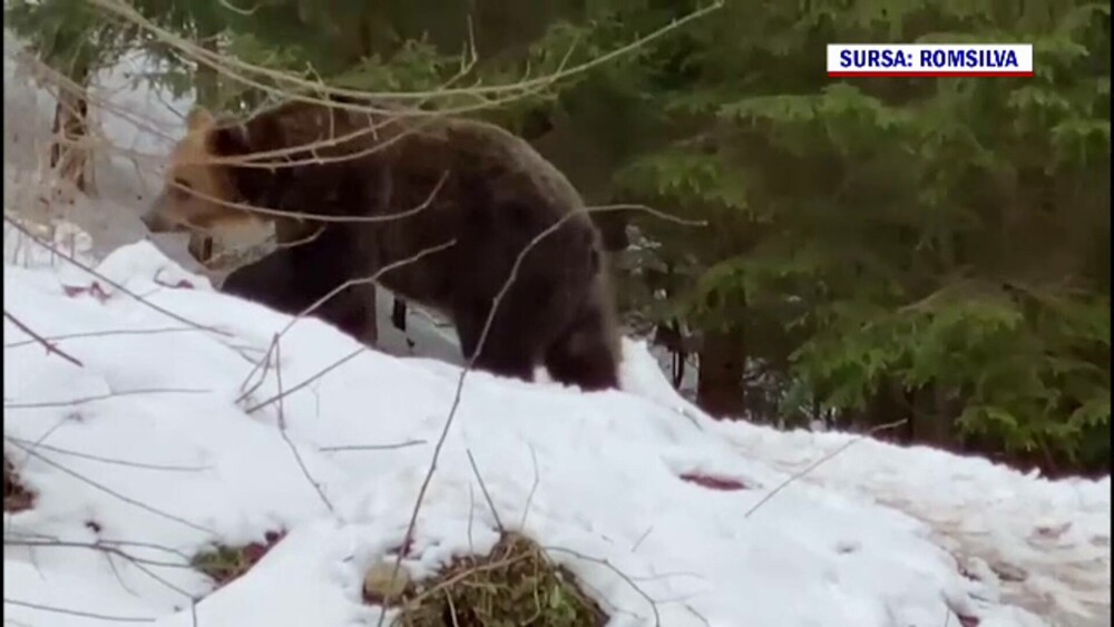 Imagini inedite, în Suceava. Cum au fost surprinși doi urși. GALERIE FOTO - Imaginea 6