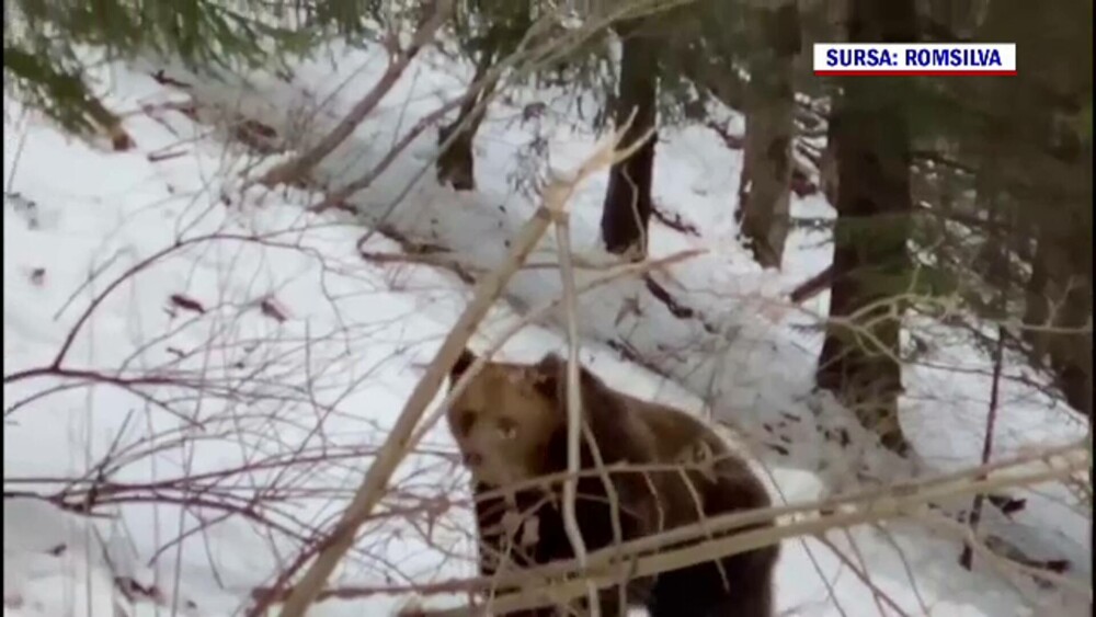 Imagini inedite, în Suceava. Cum au fost surprinși doi urși. GALERIE FOTO - Imaginea 7