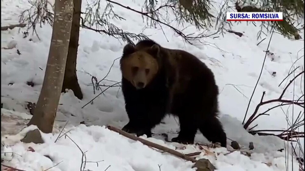 Imagini inedite, în Suceava. Cum au fost surprinși doi urși. GALERIE FOTO - Imaginea 8
