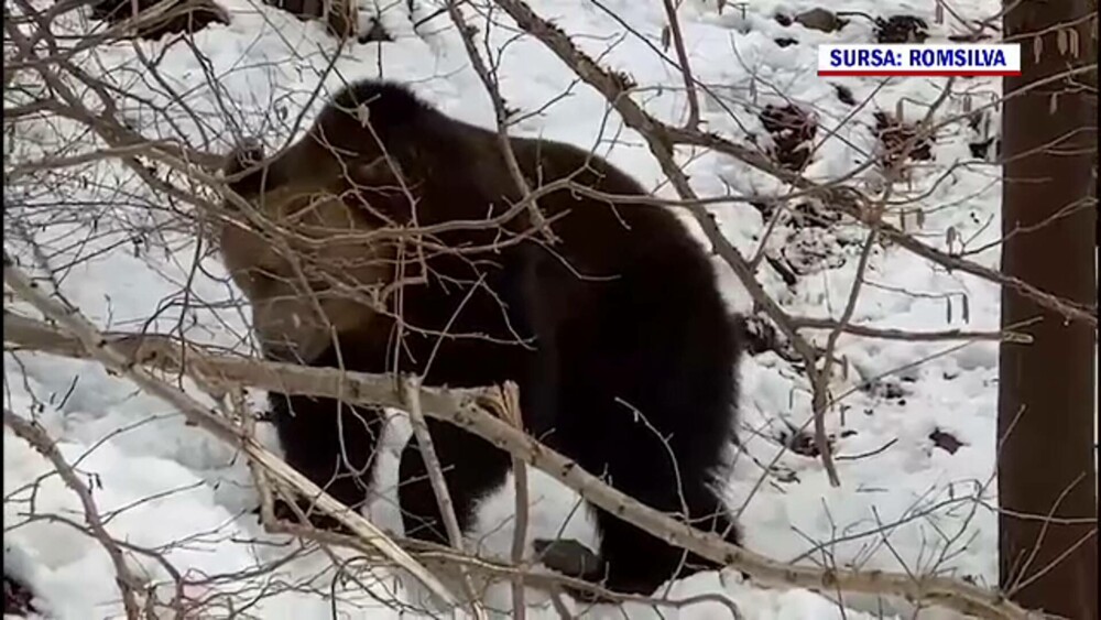 Imagini inedite, în Suceava. Cum au fost surprinși doi urși. GALERIE FOTO - Imaginea 9