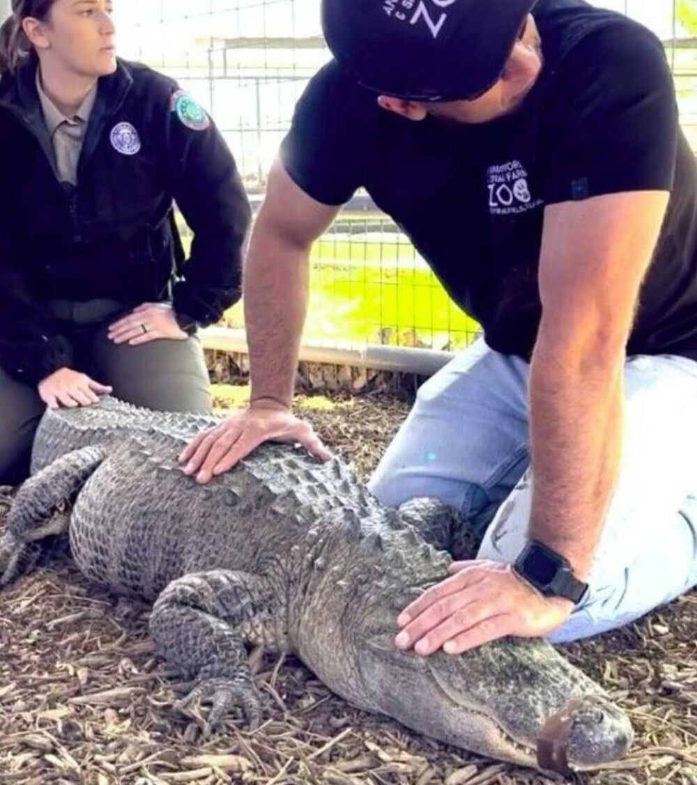 Un aligator, furat când era ou, a ajuns din nou la grădina zoologică, după 20 de ani. GALERIE FOTO & VIDEO - Imaginea 2