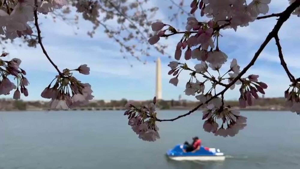 Au înflorit cireșii în Washington D.C. Spectacolul este unul diafan | GALERIE FOTO - Imaginea 2