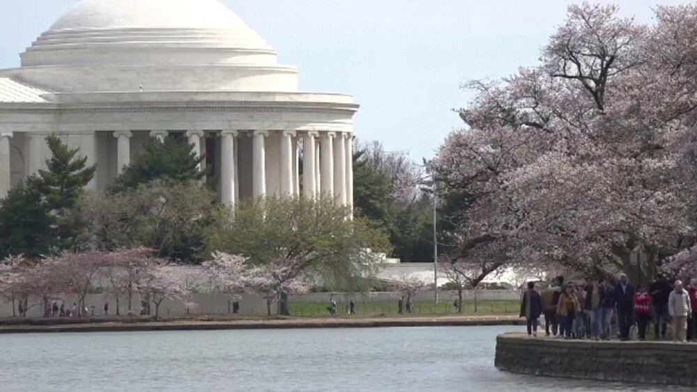 Au înflorit cireșii în Washington D.C. Spectacolul este unul diafan | GALERIE FOTO - Imaginea 4
