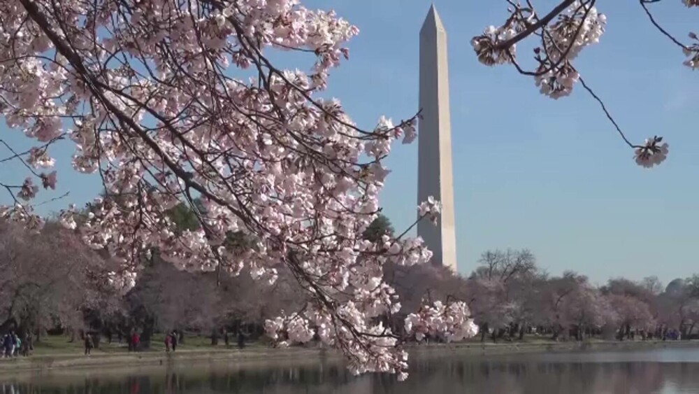 Au înflorit cireșii în Washington D.C. Spectacolul este unul diafan | GALERIE FOTO - Imaginea 6