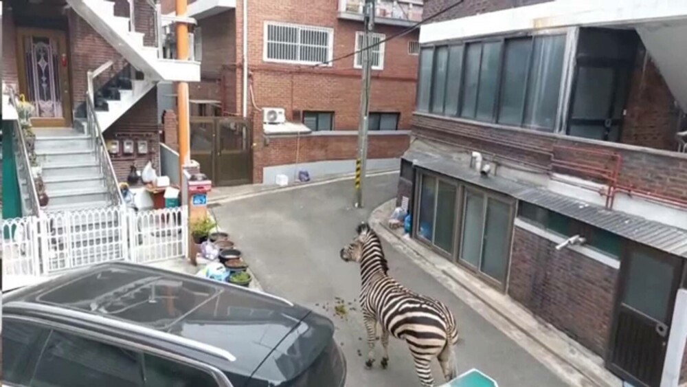Aventura unei zebre evadate de la zoo. Animalul s-a plimbat pe străzi ore bune până s-a blocat | GALERIE FOTO - Imaginea 4