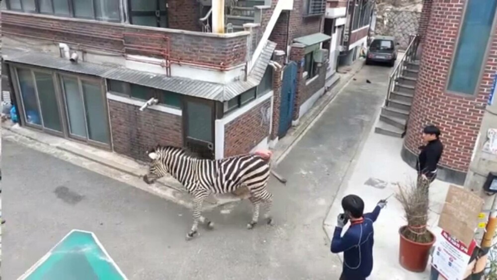 Aventura unei zebre evadate de la zoo. Animalul s-a plimbat pe străzi ore bune până s-a blocat | GALERIE FOTO - Imaginea 5
