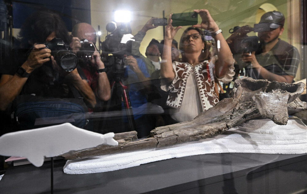Oamenii de ştiinţă au descoperit craniul fosilizat al unui delfin uriaş în Amazon. FOTO & VIDEO - Imaginea 1