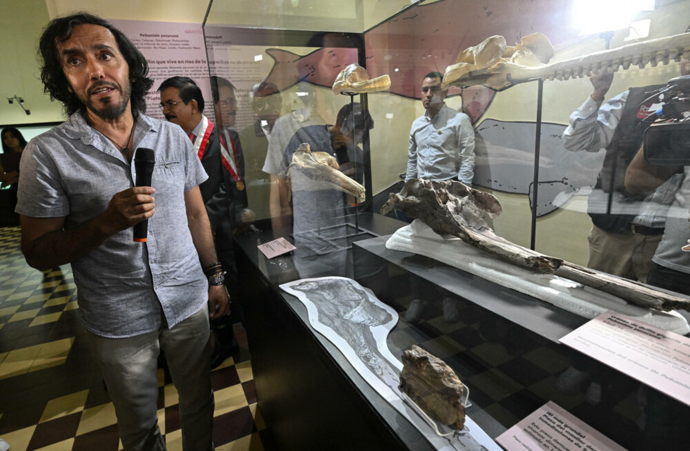 Oamenii de ştiinţă au descoperit craniul fosilizat al unui delfin uriaş în Amazon. FOTO & VIDEO - Imaginea 2