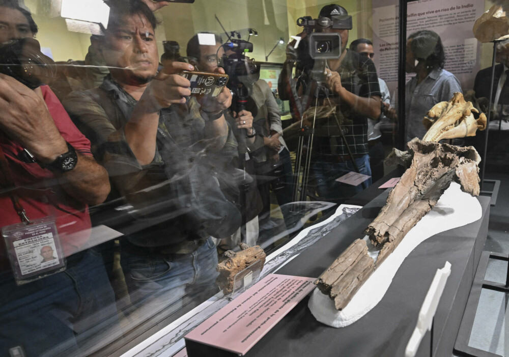 Oamenii de ştiinţă au descoperit craniul fosilizat al unui delfin uriaş în Amazon. FOTO & VIDEO - Imaginea 3