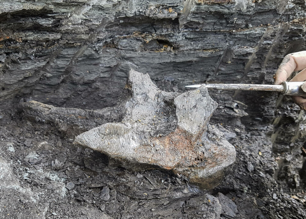 Oamenii de ştiinţă au descoperit craniul fosilizat al unui delfin uriaş în Amazon. FOTO & VIDEO - Imaginea 7