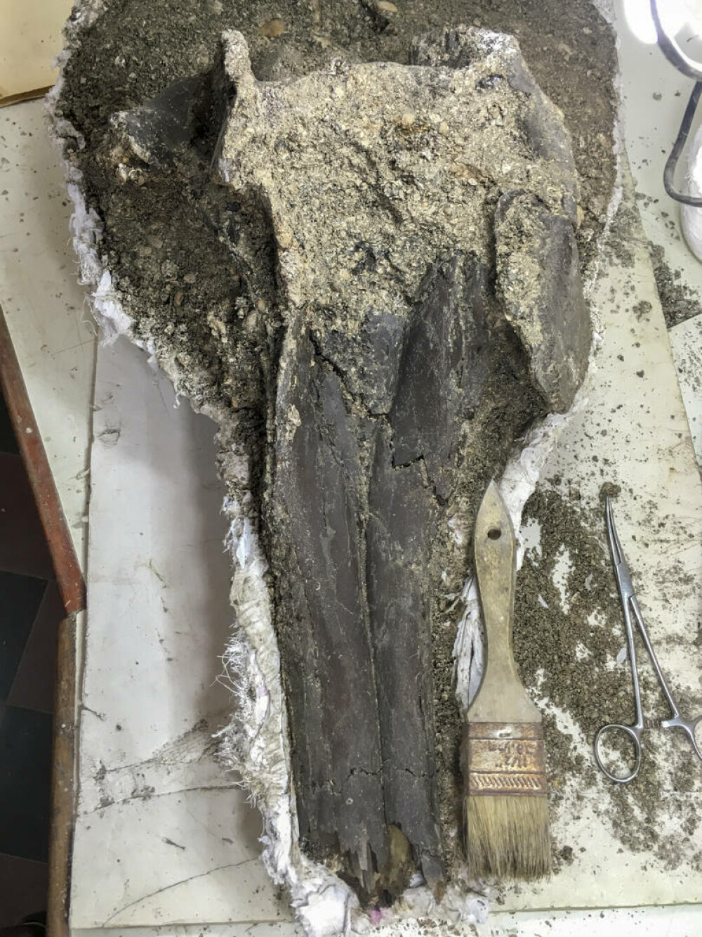 Oamenii de ştiinţă au descoperit craniul fosilizat al unui delfin uriaş în Amazon. FOTO & VIDEO - Imaginea 8