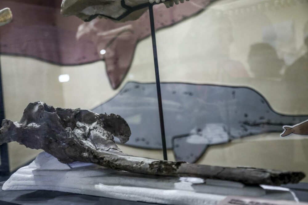 Descoperire incredibilă: craniul unei creaturi care trăia acum 16 milioane de ani a fost găsit. Măsura 3 metri lungime - Imaginea 1