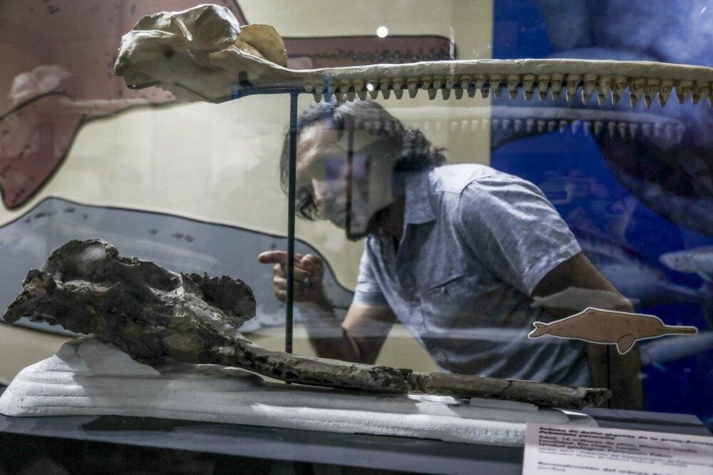 Descoperire incredibilă: craniul unei creaturi care trăia acum 16 milioane de ani a fost găsit. Măsura 3 metri lungime - Imaginea 2