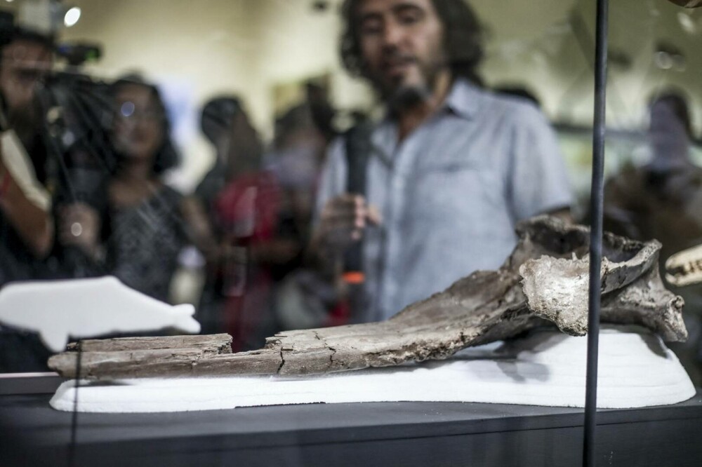 Descoperire incredibilă: craniul unei creaturi care trăia acum 16 milioane de ani a fost găsit. Măsura 3 metri lungime - Imaginea 3