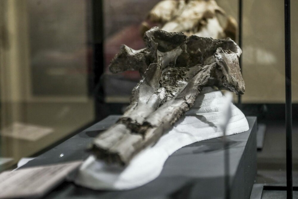 Descoperire incredibilă: craniul unei creaturi care trăia acum 16 milioane de ani a fost găsit. Măsura 3 metri lungime - Imaginea 4