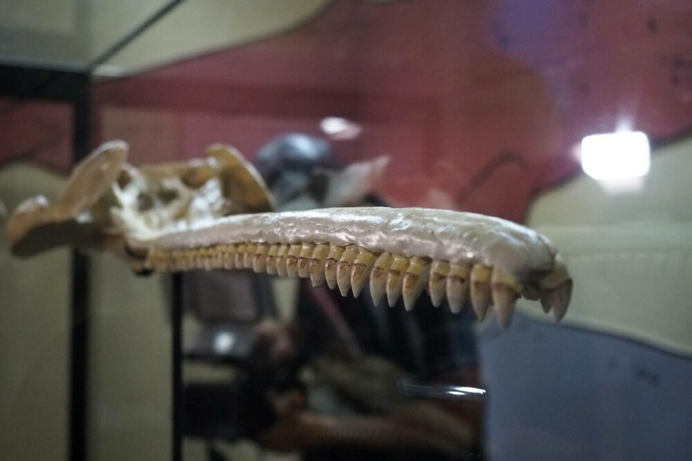Descoperire incredibilă: craniul unei creaturi care trăia acum 16 milioane de ani a fost găsit. Măsura 3 metri lungime - Imaginea 5
