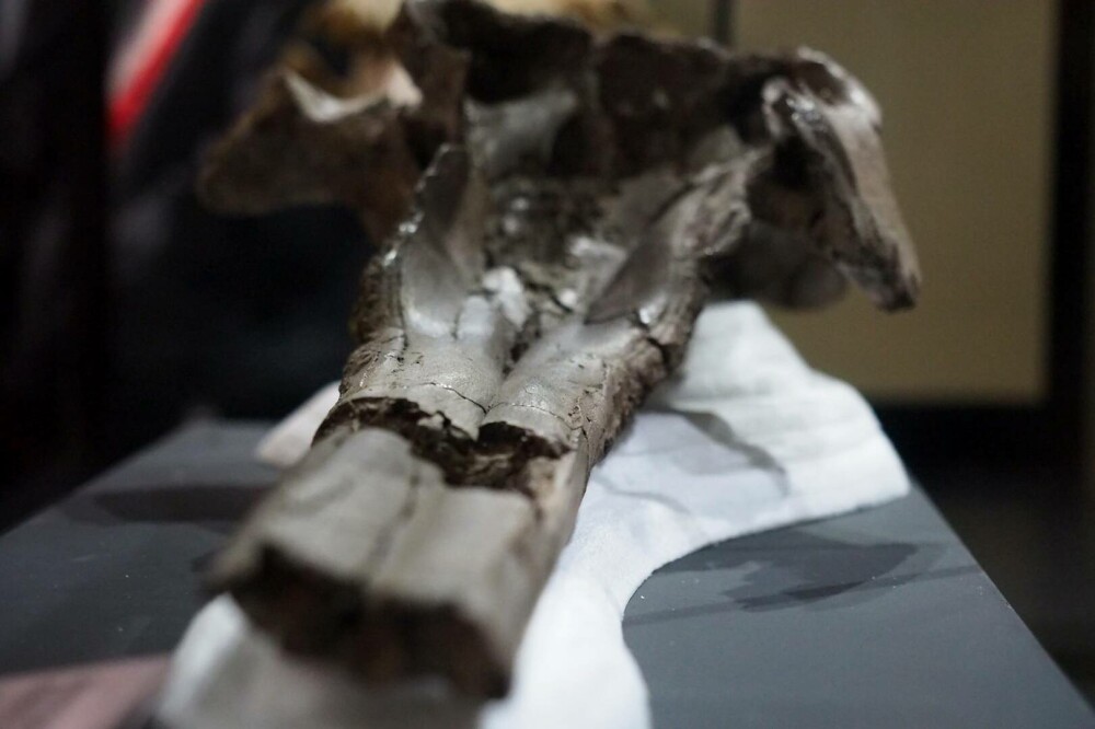Descoperire incredibilă: craniul unei creaturi care trăia acum 16 milioane de ani a fost găsit. Măsura 3 metri lungime - Imaginea 6