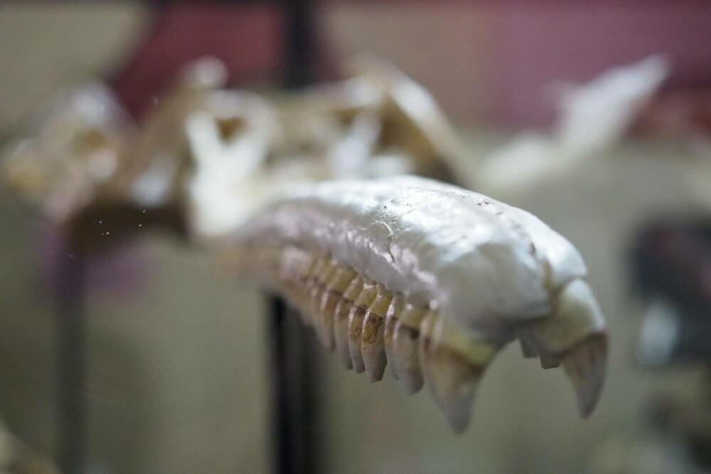 Descoperire incredibilă: craniul unei creaturi care trăia acum 16 milioane de ani a fost găsit. Măsura 3 metri lungime - Imaginea 7