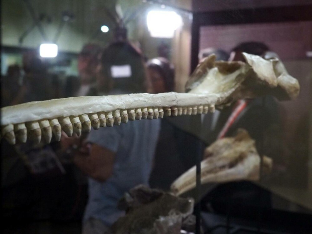 Descoperire incredibilă: craniul unei creaturi care trăia acum 16 milioane de ani a fost găsit. Măsura 3 metri lungime - Imaginea 8