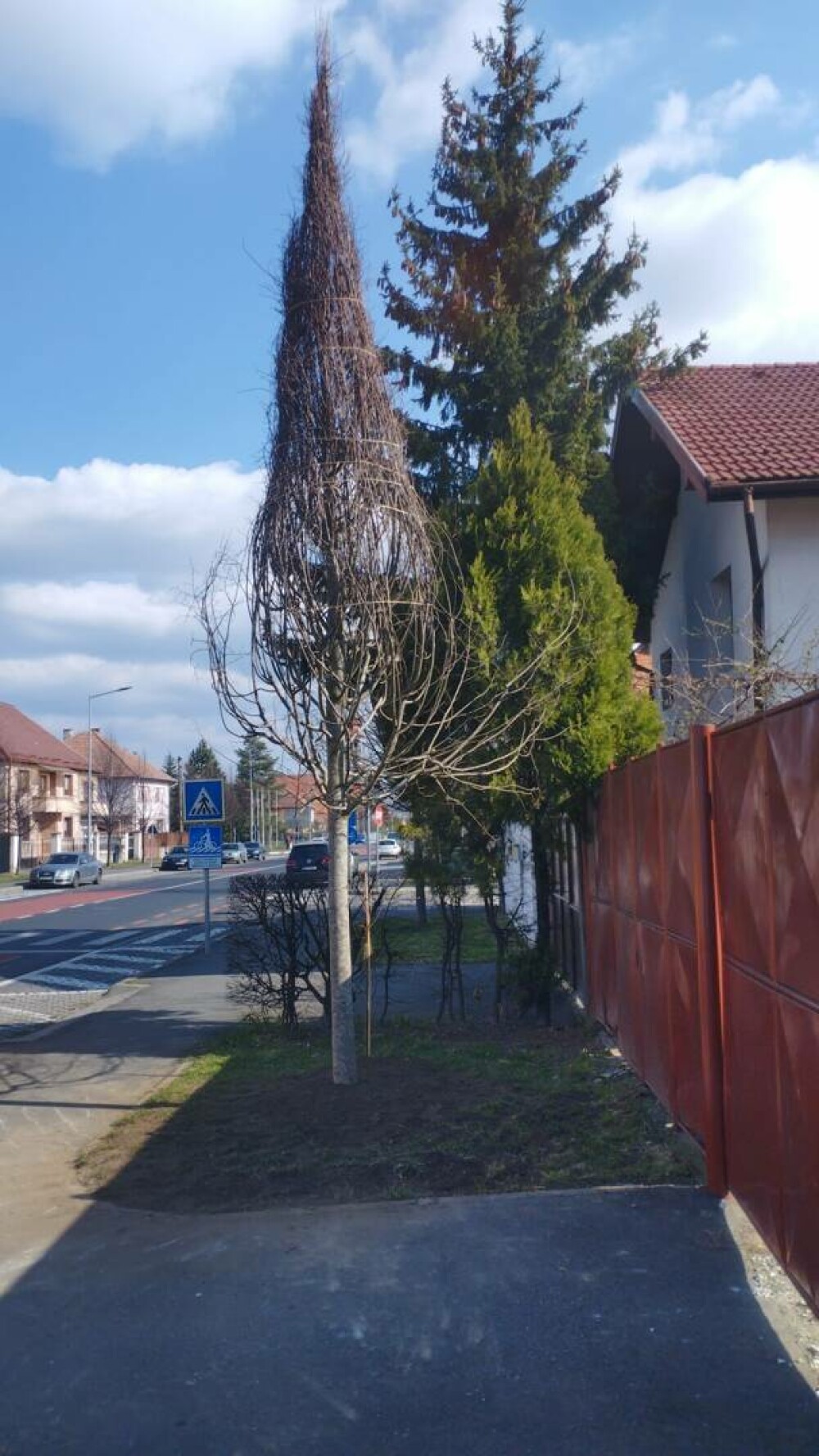 Nota de plată primită de bărbatul din Sibiu care a tăiat un tei din fața casei. Copacul, înlocuit cu unul adus din Italia - Imaginea 3