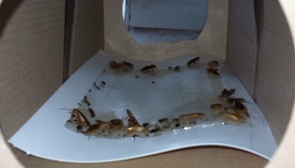 Șoareci și gândaci morţi, găsiți în cantina unui liceu din Timişoara. Amenda primită după un val de nereguli grave | FOTO - Imaginea 1