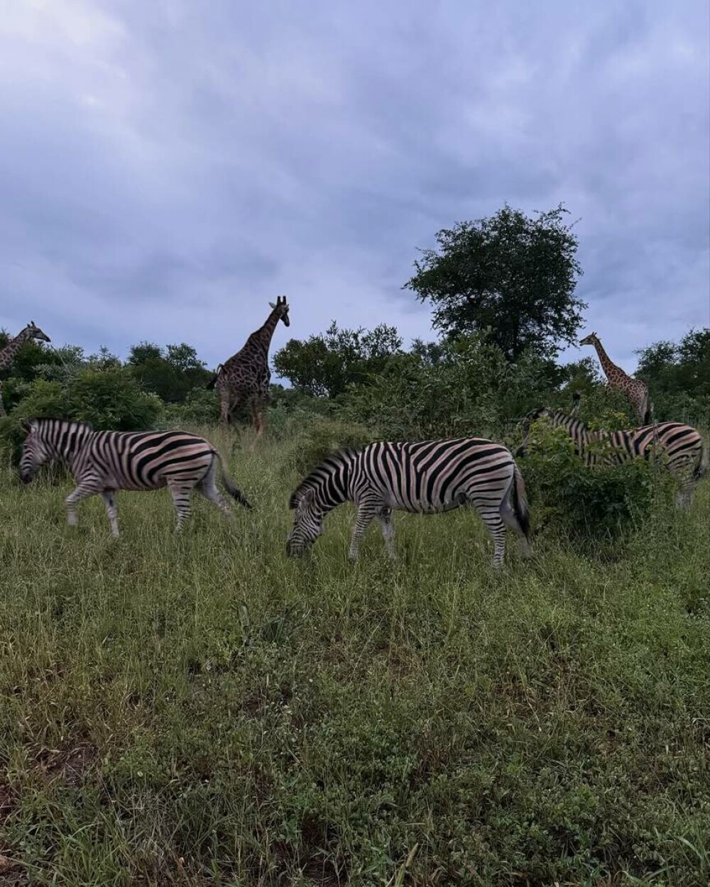 Simone Biles și Jonathan Owens, lună de miere în Africa de Sud. Imagini inedite cu animale sălbatice. FOTO - Imaginea 6