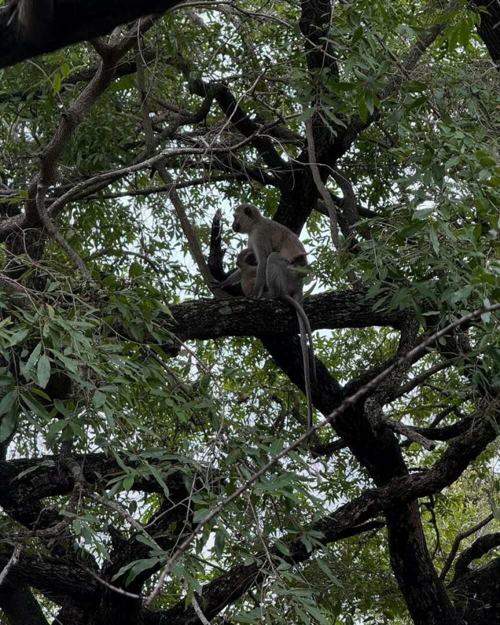 Simone Biles și Jonathan Owens, lună de miere în Africa de Sud. Imagini inedite cu animale sălbatice. FOTO - Imaginea 7