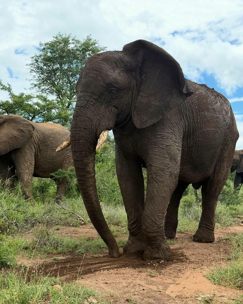 Simone Biles și Jonathan Owens, lună de miere în Africa de Sud. Imagini inedite cu animale sălbatice. FOTO - Imaginea 8
