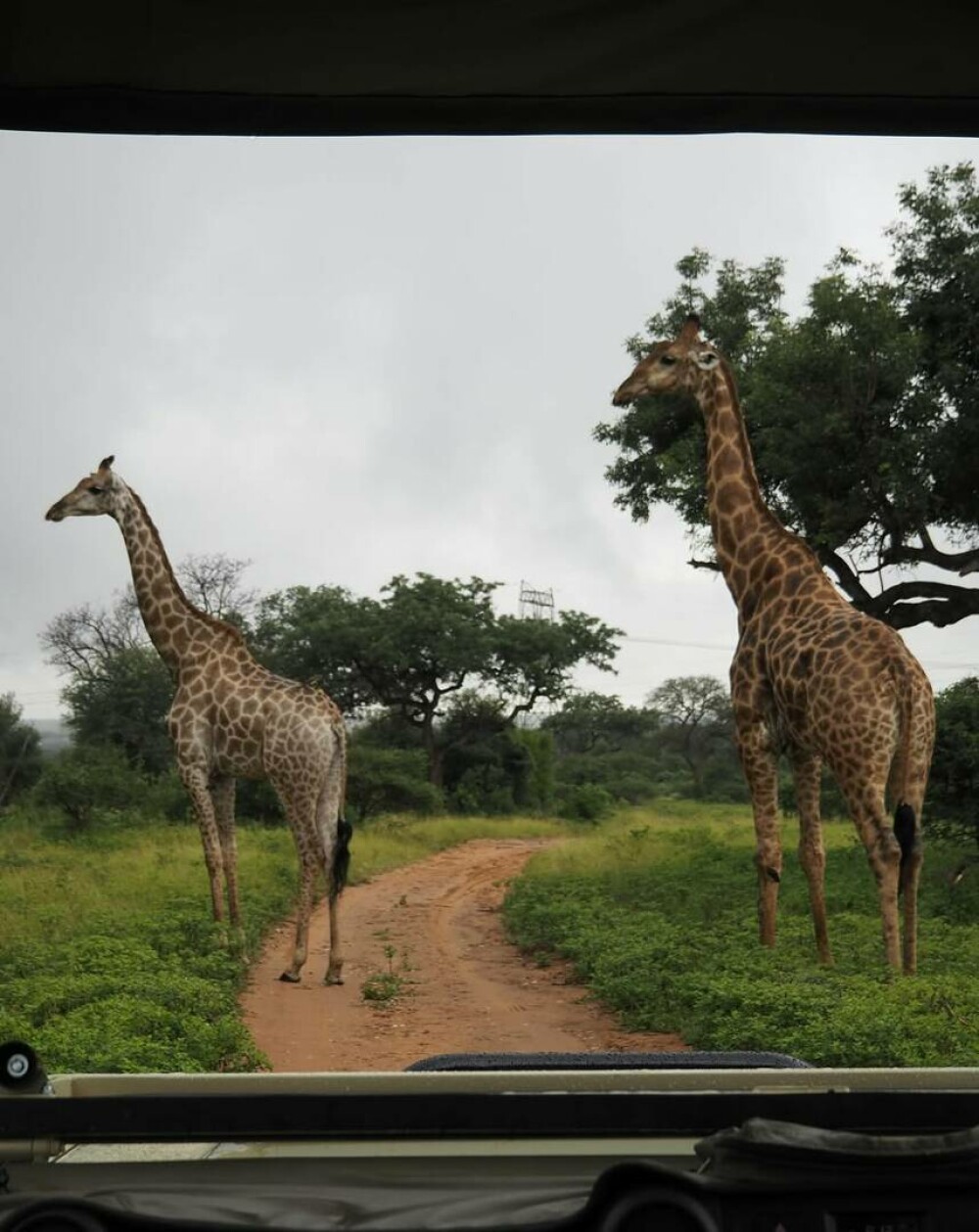 Simone Biles și Jonathan Owens, lună de miere în Africa de Sud. Imagini inedite cu animale sălbatice. FOTO - Imaginea 9
