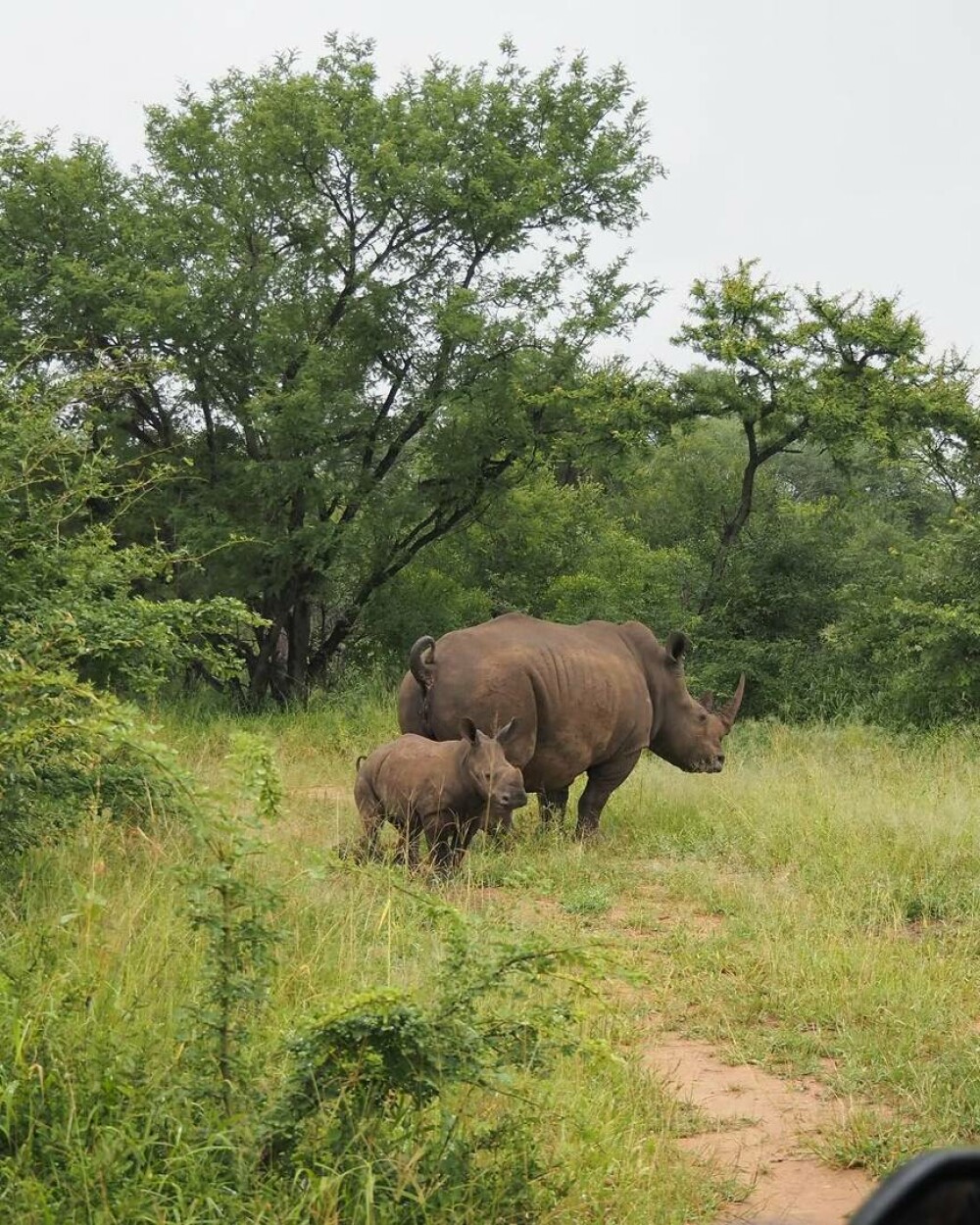 Simone Biles și Jonathan Owens, lună de miere în Africa de Sud. Imagini inedite cu animale sălbatice. FOTO - Imaginea 10
