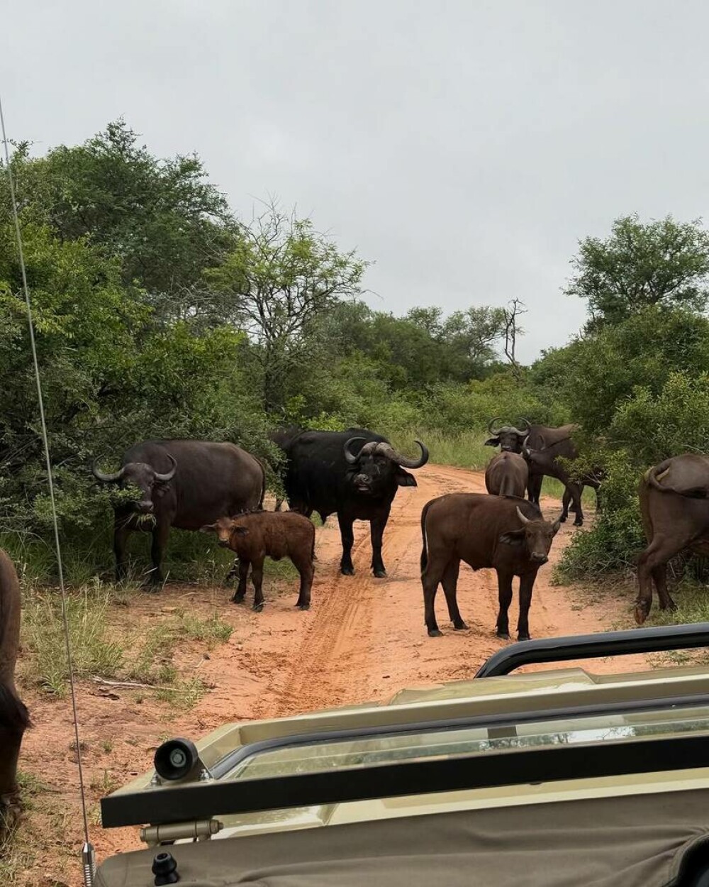 Simone Biles și Jonathan Owens, lună de miere în Africa de Sud. Imagini inedite cu animale sălbatice. FOTO - Imaginea 11