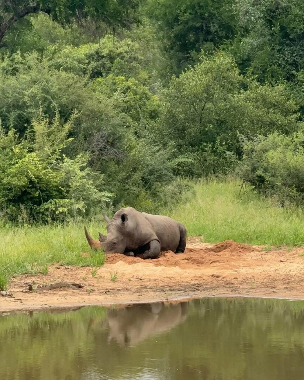 Simone Biles și Jonathan Owens, lună de miere în Africa de Sud. Imagini inedite cu animale sălbatice. FOTO - Imaginea 12