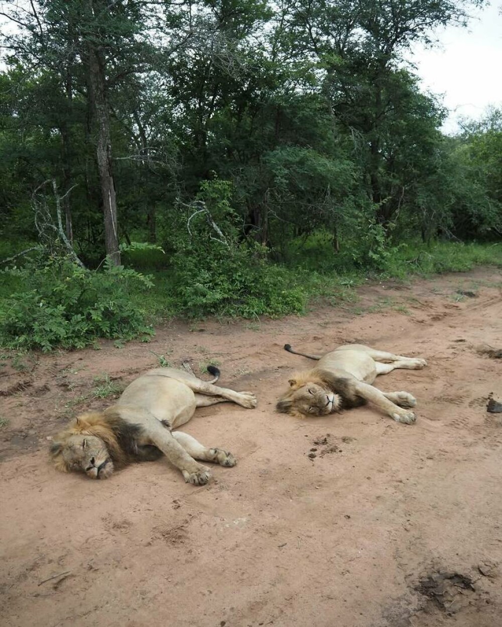 Simone Biles și Jonathan Owens, lună de miere în Africa de Sud. Imagini inedite cu animale sălbatice. FOTO - Imaginea 14