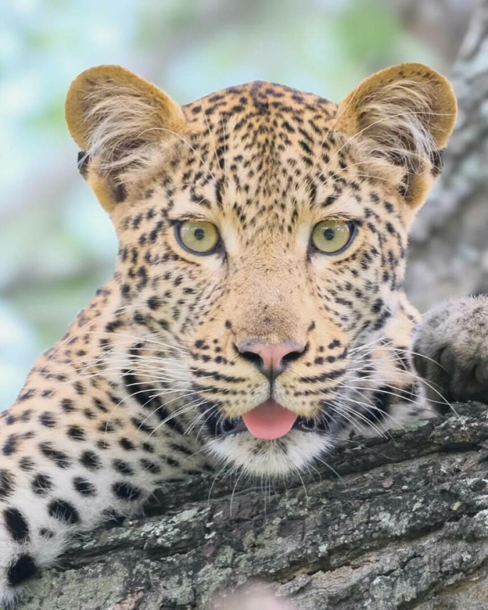 Simone Biles și Jonathan Owens, lună de miere în Africa de Sud. Imagini inedite cu animale sălbatice. FOTO - Imaginea 15