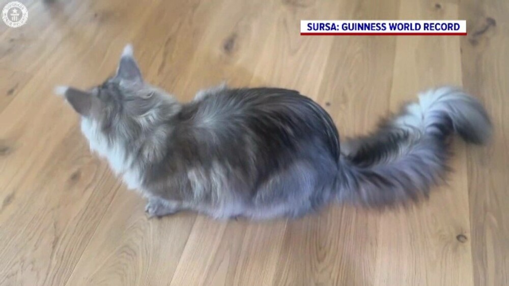 El este ”domnul” Pugsley, motanul cu cea mai mare coadă din lume. Record mondial: 46,99 de centimetri - Imaginea 1