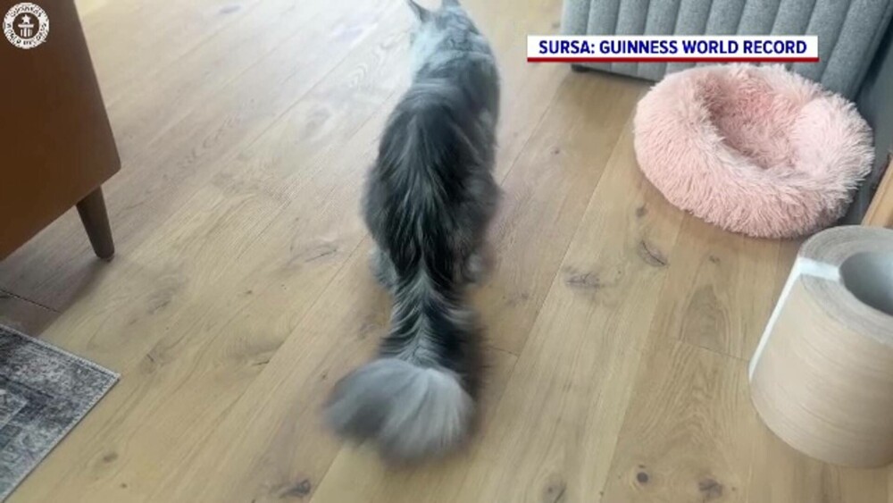 El este ”domnul” Pugsley, motanul cu cea mai mare coadă din lume. Record mondial: 46,99 de centimetri - Imaginea 2