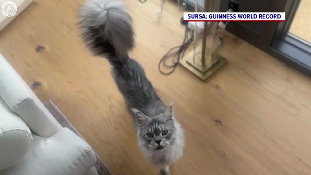 El este ”domnul” Pugsley, motanul cu cea mai mare coadă din lume. Record mondial: 46,99 de centimetri - Imaginea 3