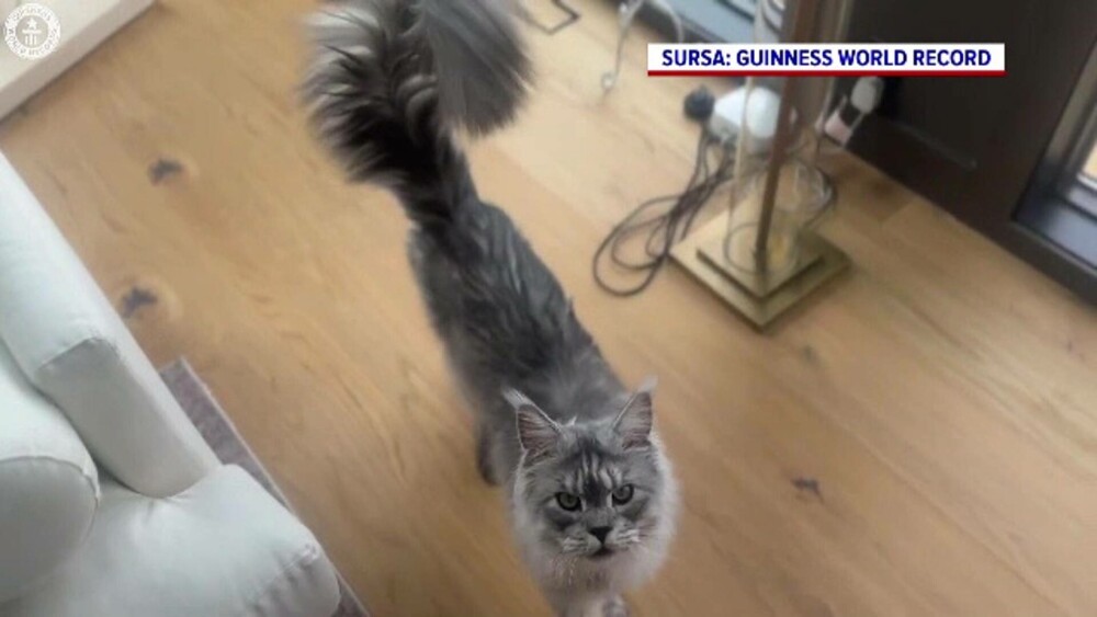 El este ”domnul” Pugsley, motanul cu cea mai mare coadă din lume. Record mondial: 46,99 de centimetri - Imaginea 4