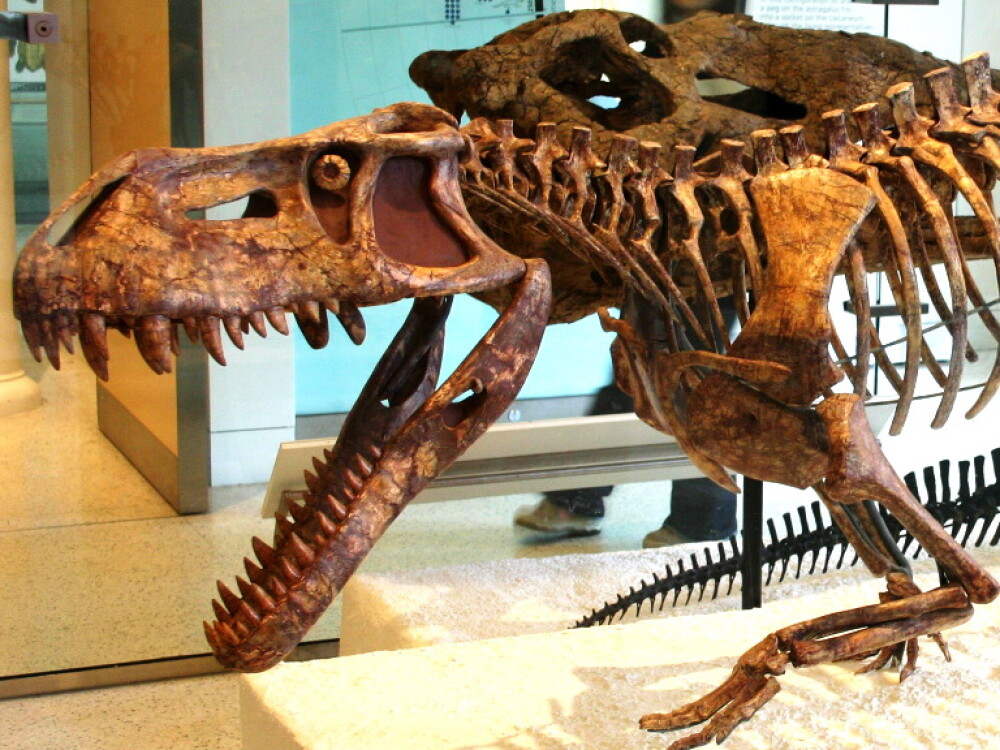 Un crocodil preistoric aproape intact, descoperit in Brazilia! FOTO - Imaginea 1